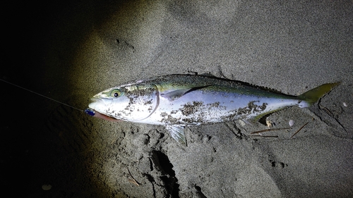 イナダの釣果