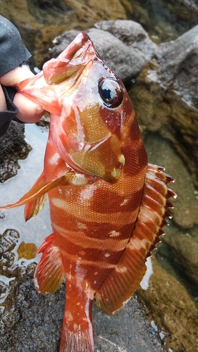 アカハタの釣果