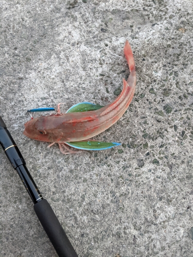 ホウボウの釣果