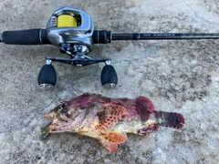 ヨロイメバルの釣果
