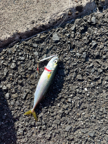 サバの釣果