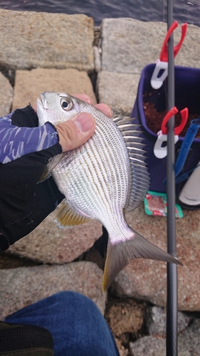 ヘダイの釣果