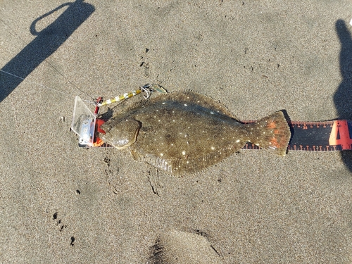 ソゲの釣果