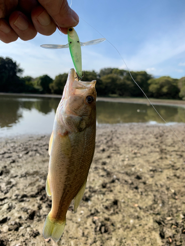 ラージマウスバスの釣果