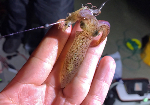 ヒイカの釣果