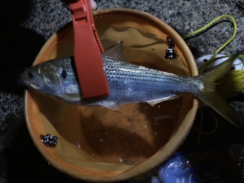 コノシロの釣果