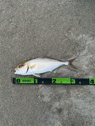 ショゴの釣果