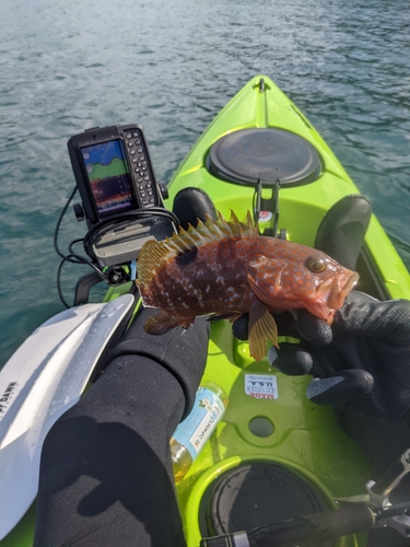 アコウの釣果