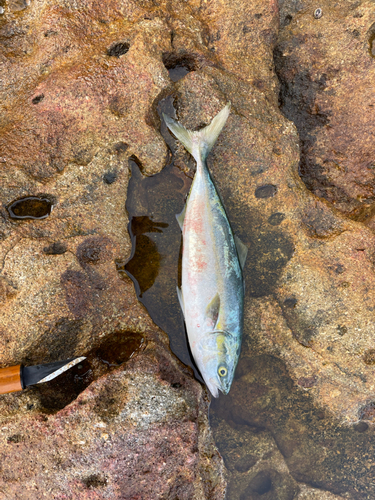 ヒラマサの釣果