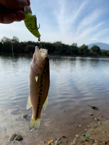 ラージマウスバスの釣果