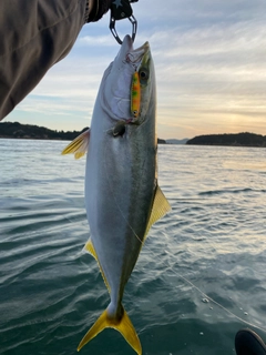 ハマチの釣果