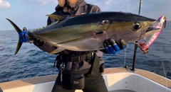 キハダマグロの釣果