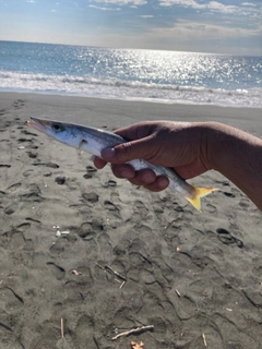 カマスの釣果