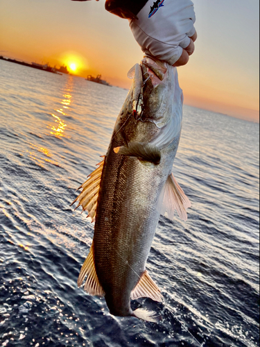 フッコ（マルスズキ）の釣果