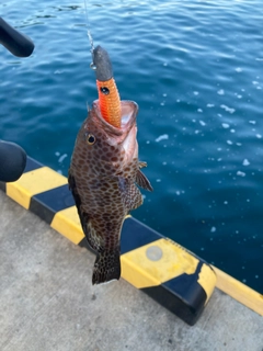 オオモンハタの釣果