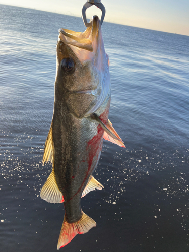 フッコ（マルスズキ）の釣果