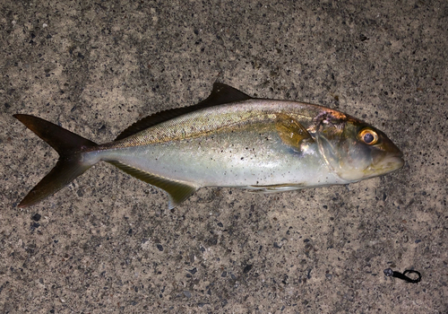 ショゴの釣果