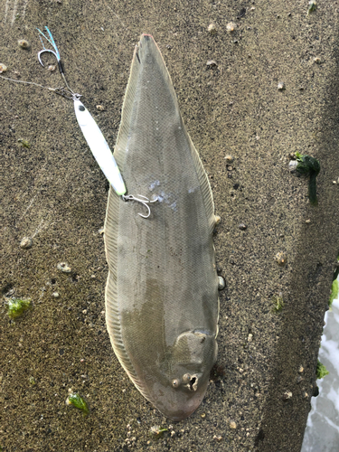 ウシノシタの釣果