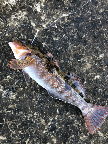 アイナメの釣果