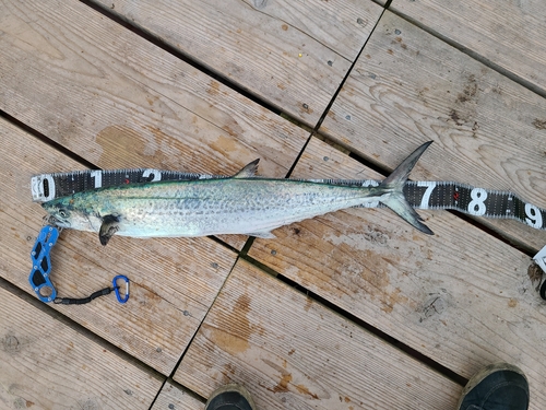 サゴシの釣果