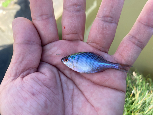 タナゴの釣果