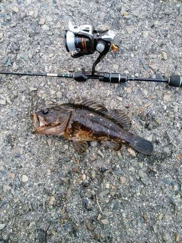 タケノコメバルの釣果