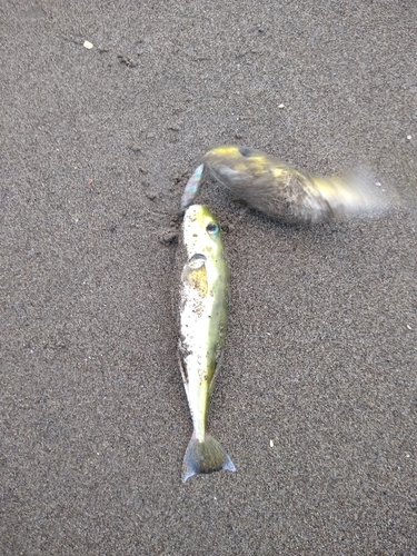 クロサバフグの釣果