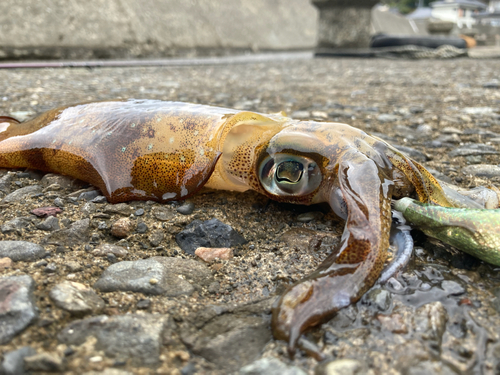 アオリイカの釣果