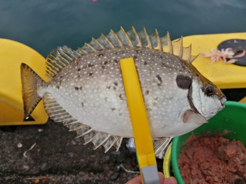 アイゴの釣果