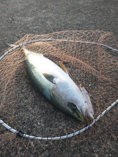 メジロの釣果