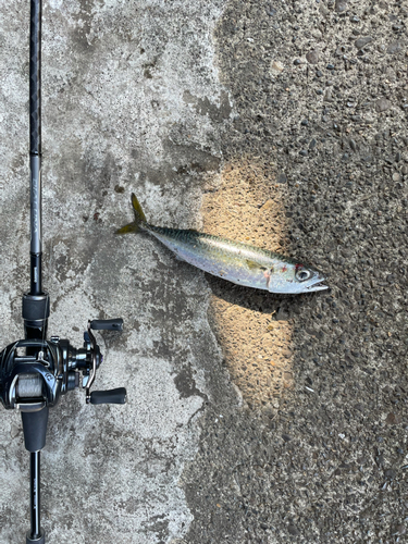 サバの釣果