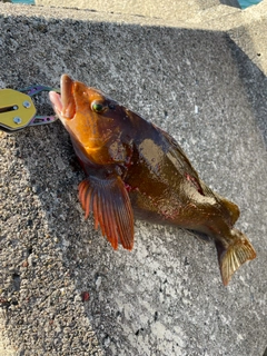 アイナメの釣果