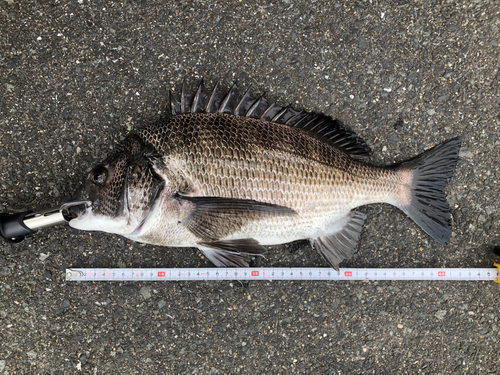 チヌの釣果