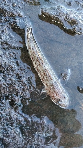 ハゼの釣果