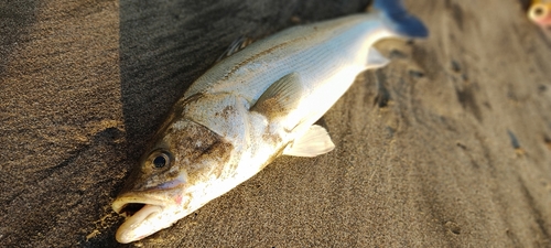 フッコ（マルスズキ）の釣果