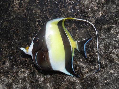 クロメバルの釣果