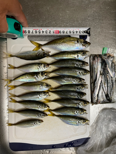 アジの釣果