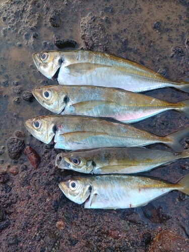 アジの釣果