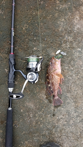 カサゴの釣果