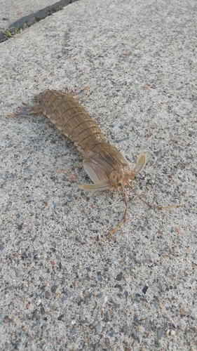 シャコエビの釣果