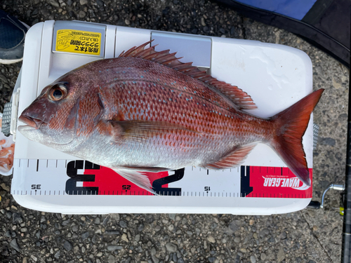 マダイの釣果