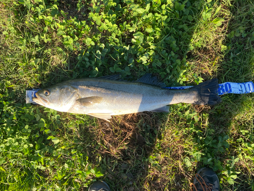 フッコ（マルスズキ）の釣果