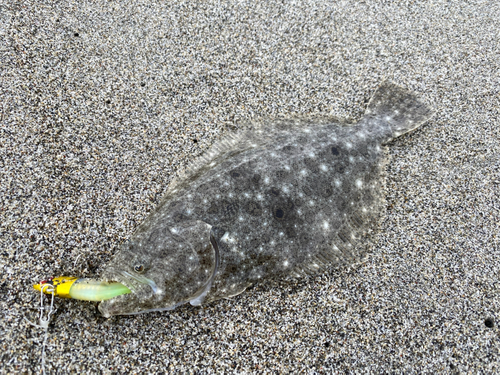 ソゲの釣果