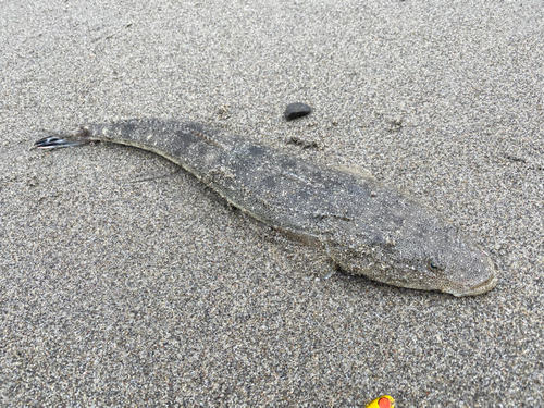 マゴチの釣果