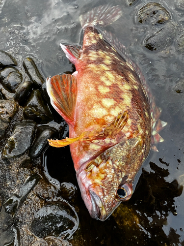 カサゴの釣果