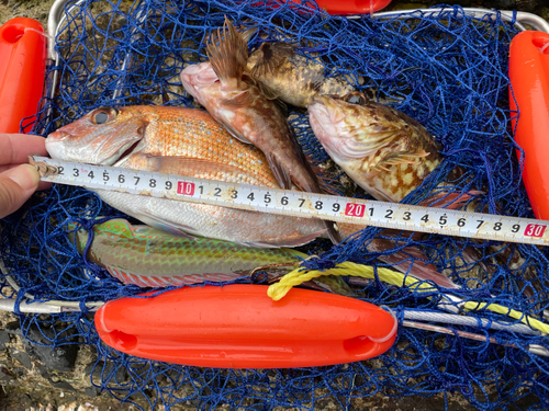 マダイの釣果