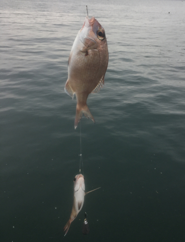 マダイの釣果