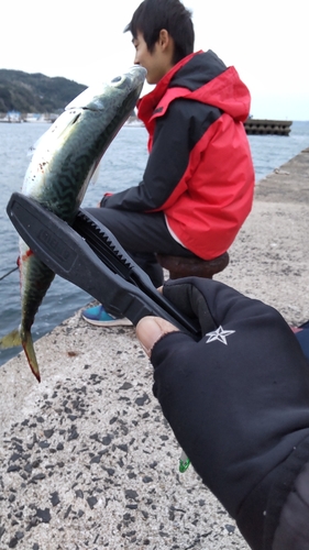 サバの釣果