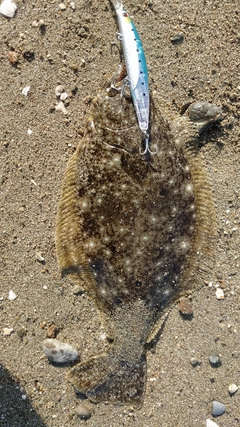 ヒラメの釣果