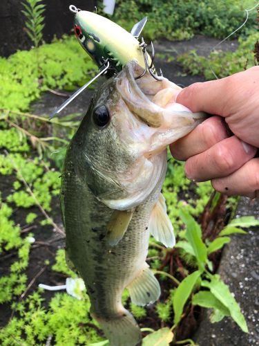 ブラックバスの釣果